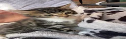 Mixed Breed cats for sale: 🐾 For Sale: 3 Unique Kittens (2 Boys & 1 Girl)  in Wokingham - Advert 1