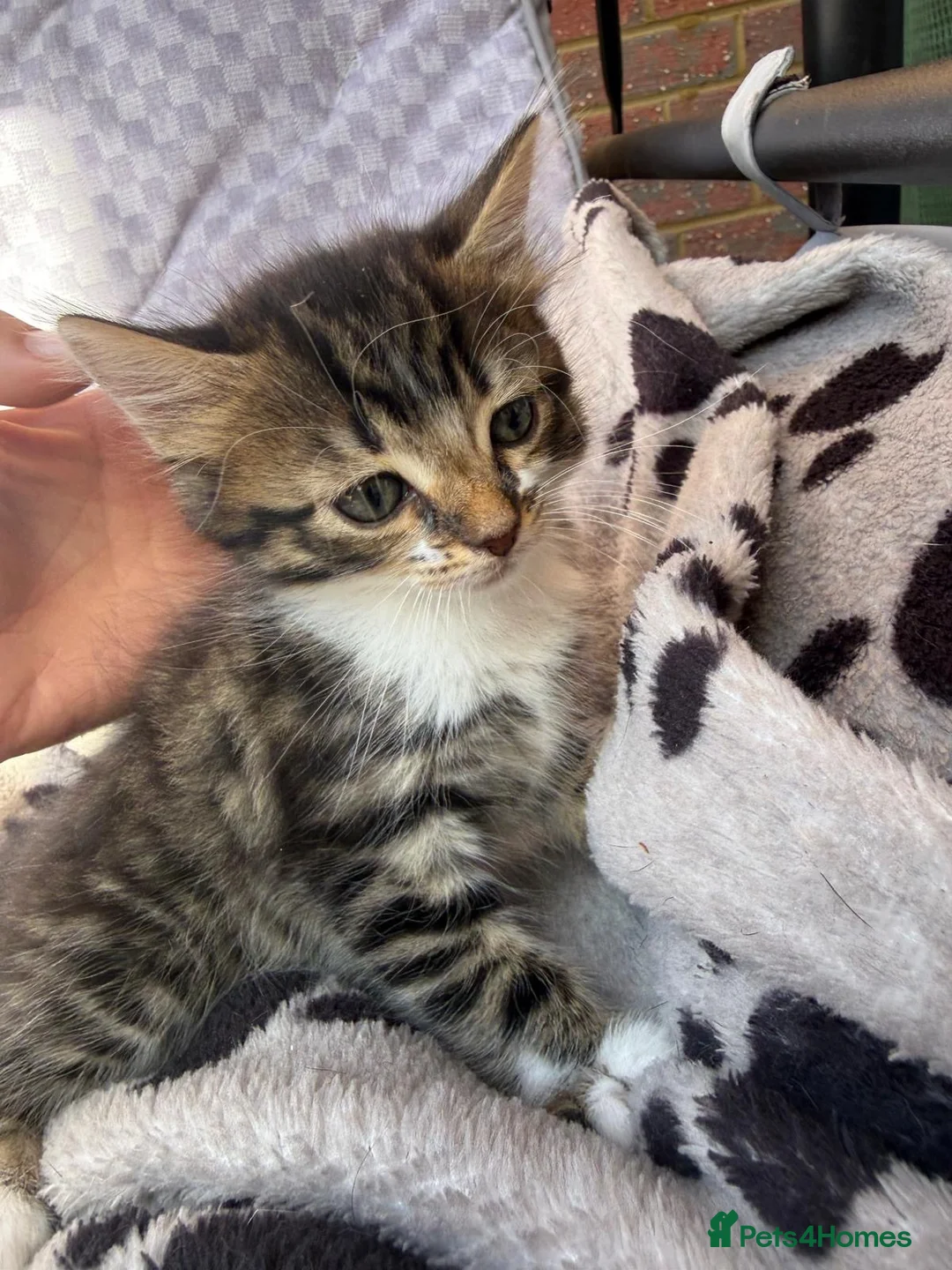 Mixed Breed cats for sale: 🐾 For Sale: 3 Unique Kittens (2 Boys & 1 Girl)  in Wokingham - Advert 1