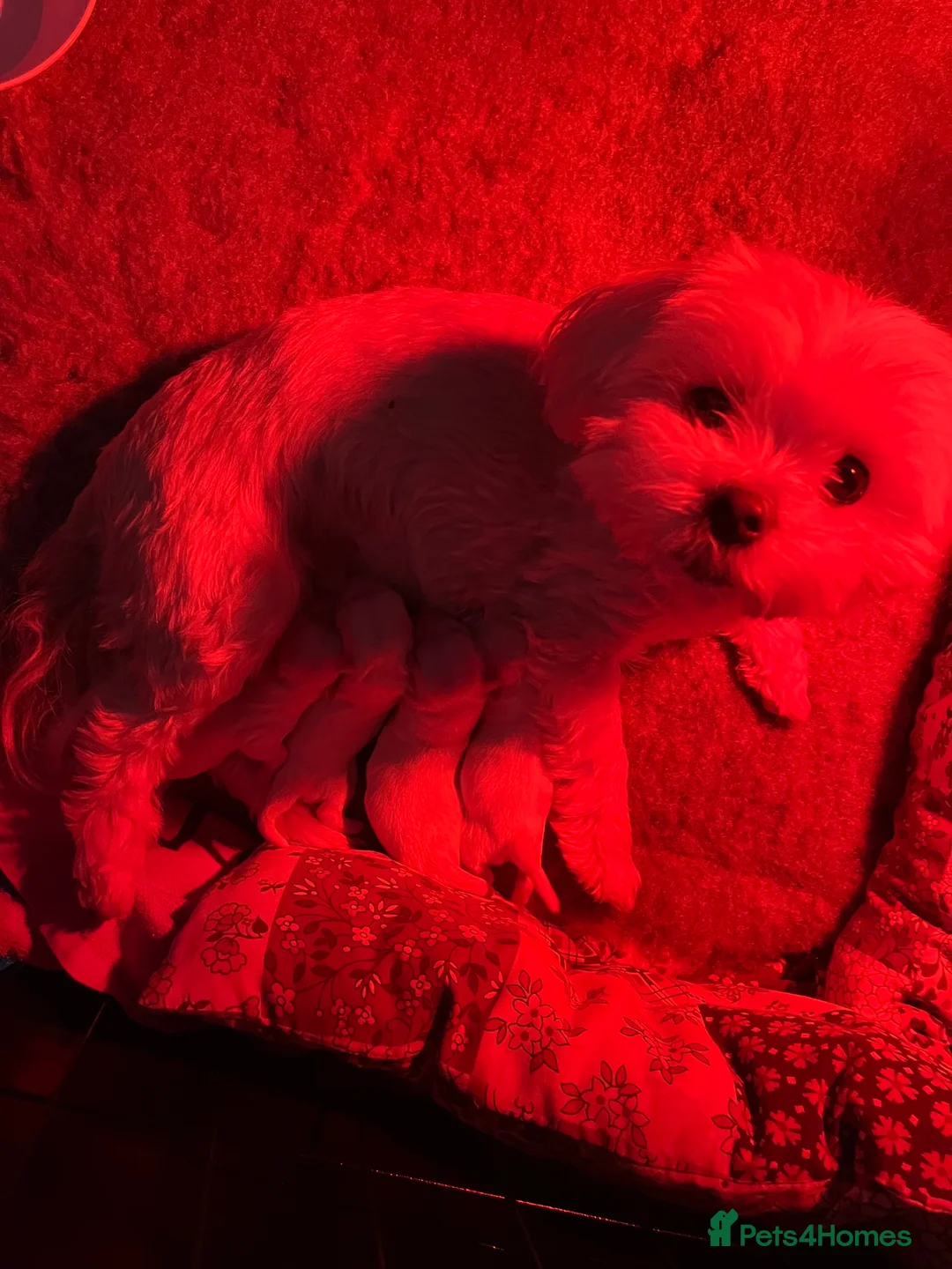 Maltese dogs for sale: Adorable Maltese Puppies 🐶 Ready April 18th 🐾 - Advert 1