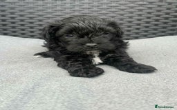 Yorkshire Terrier dogs for sale: Yorkies  - Image 28