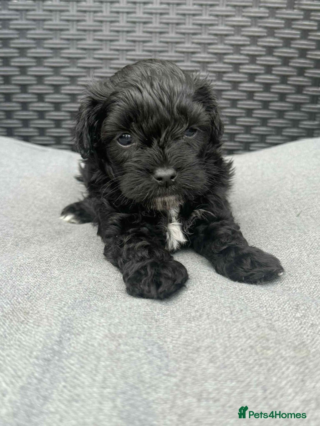 Yorkshire Terrier dogs for sale: Yorkies  - Image 28
