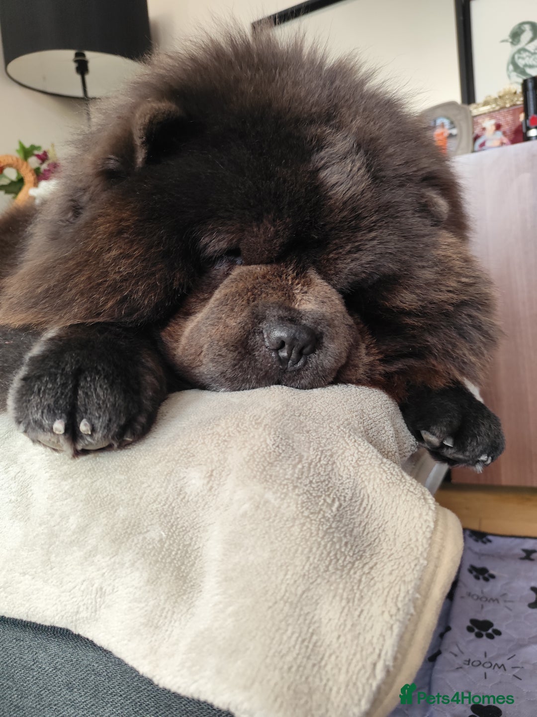 Chow Chow dogs for stud: Blue chow chow for stud - Advert 8