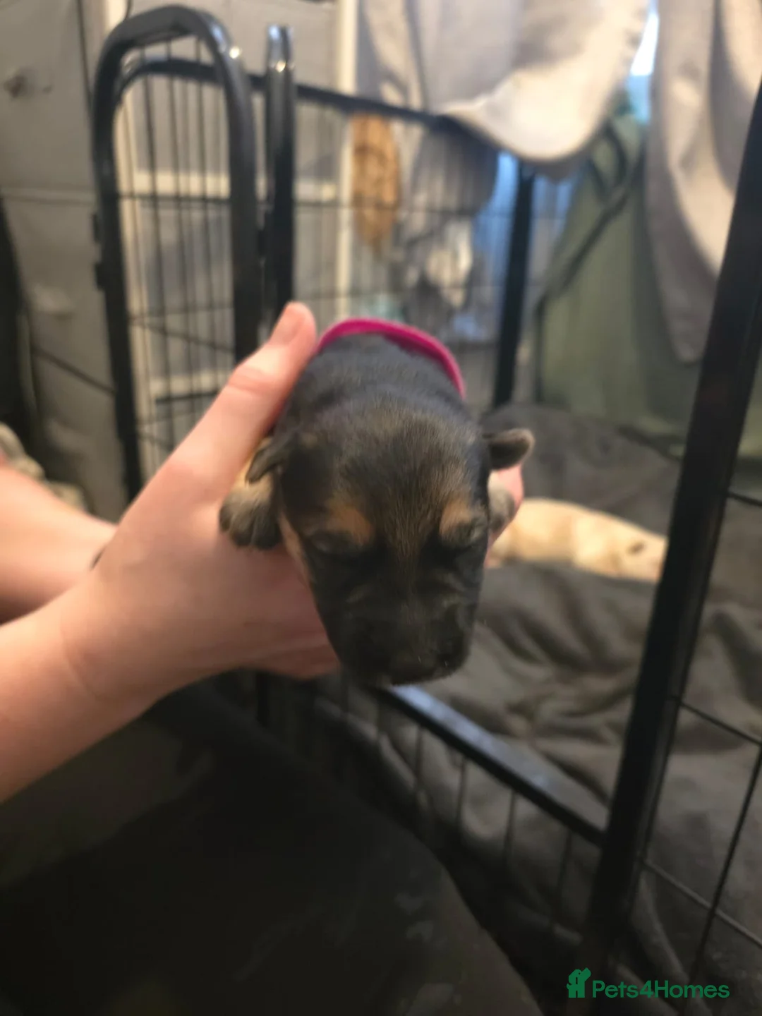 Mixed Breed dogs for sale: German Shepherd X Alaskan Shepherd  - Advert 11