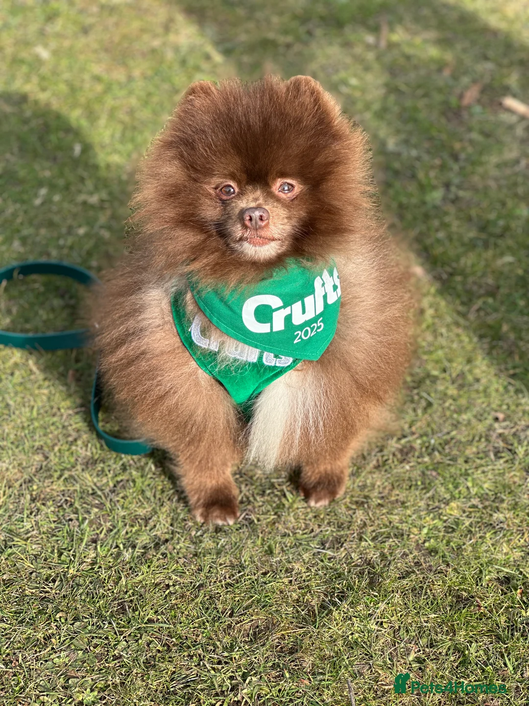 Pomeranian dogs for stud: Chocolate Stud Kc Registered ,Embark tested in Runcorn - Advert 38
