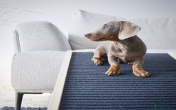 Miniature Dachshund dogs for sale: Miniature Dachshund Puppy - Image 4