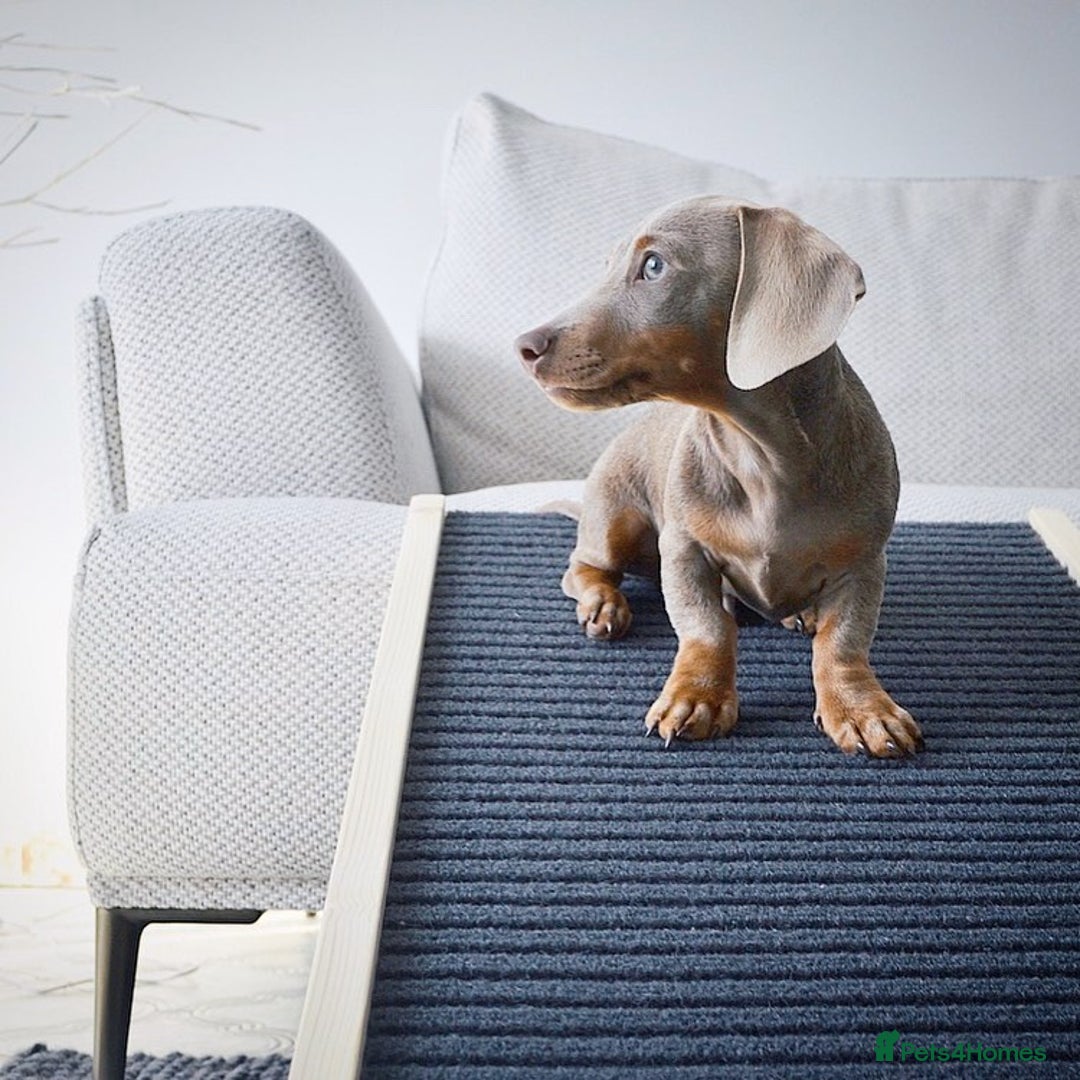 Miniature Dachshund dogs for sale: Miniature Dachshund Puppy - Image 4