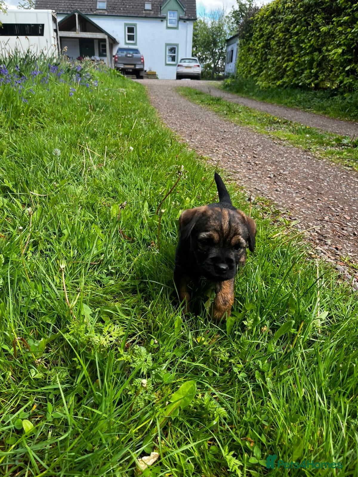 Border Terrier dogs Border terrier puppies - Advert 1