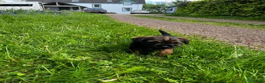 Border Terrier Puppy Tanya 