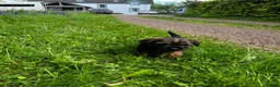 Border Terrier dogs for sale: Border terrier puppies - Advert 1