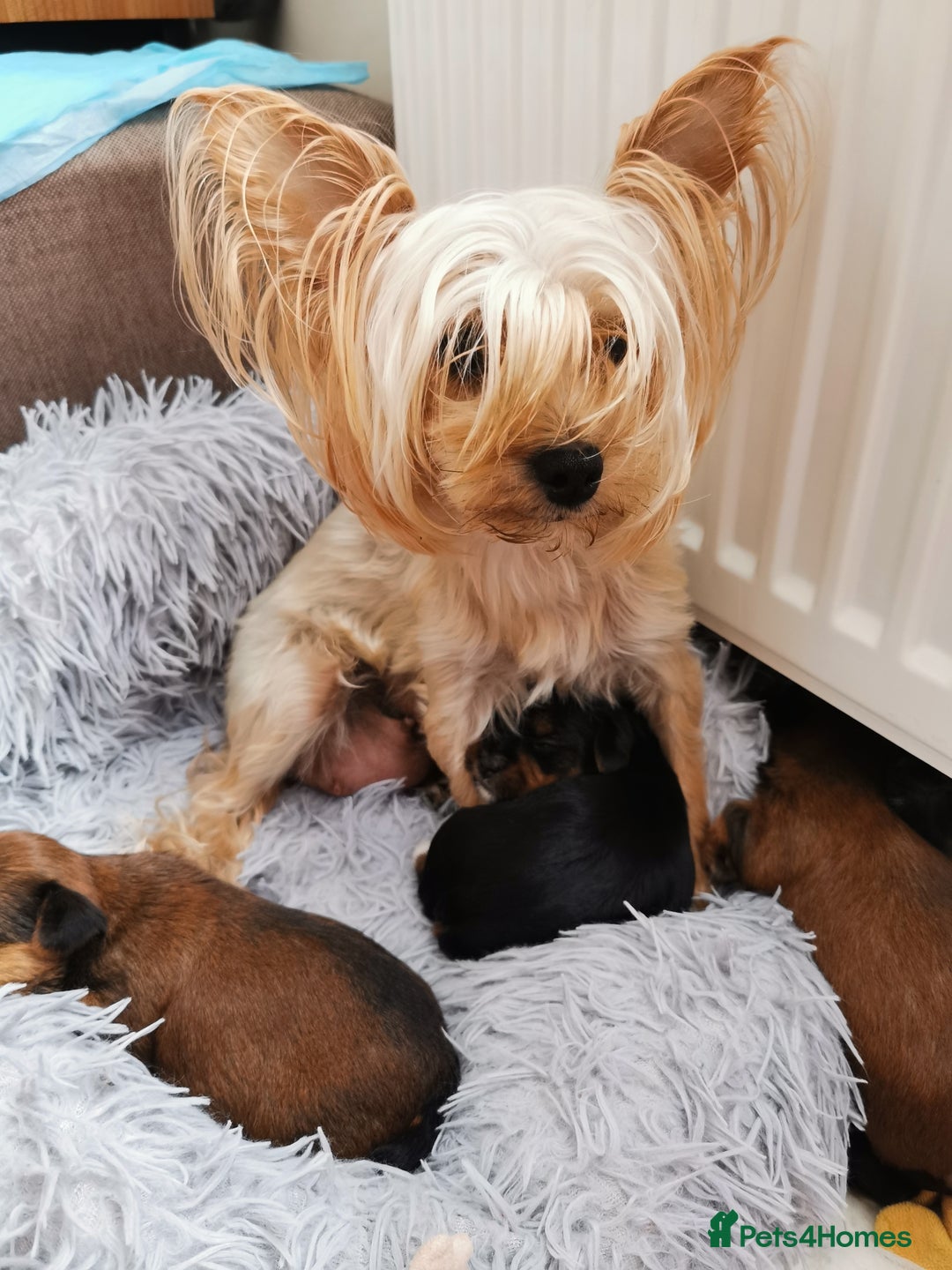 Yorkshire Terrier dogs for sale: 4 Yorkie Dogs looking for a new home.  - Image 11
