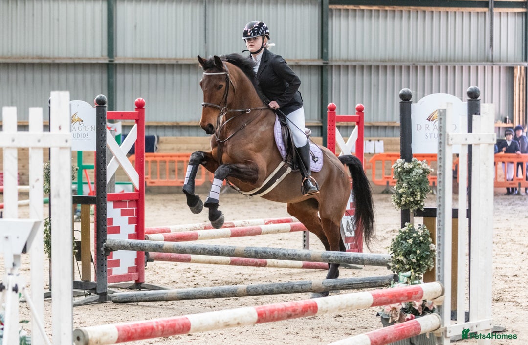 Other Breed horses for sale: 15.2hh 7 year old sports horse mare - Advert 2