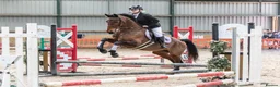 Other Breed horses for sale: 15.2hh 7 year old sports horse mare in Lampeter - Advert 2