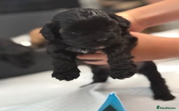 Yorkiepoo dogs for sale: Yorkiepoos - Image 12