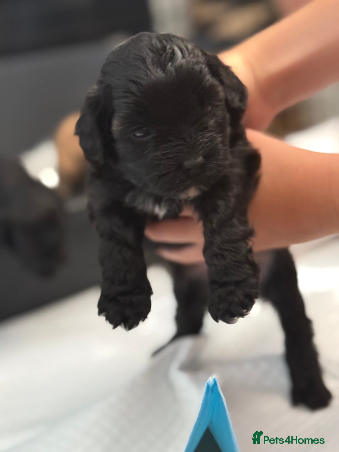 Yorkiepoo dogs for sale: Yorkiepoos - Image 12
