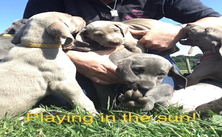 Weimaraner dogs - Advert 2