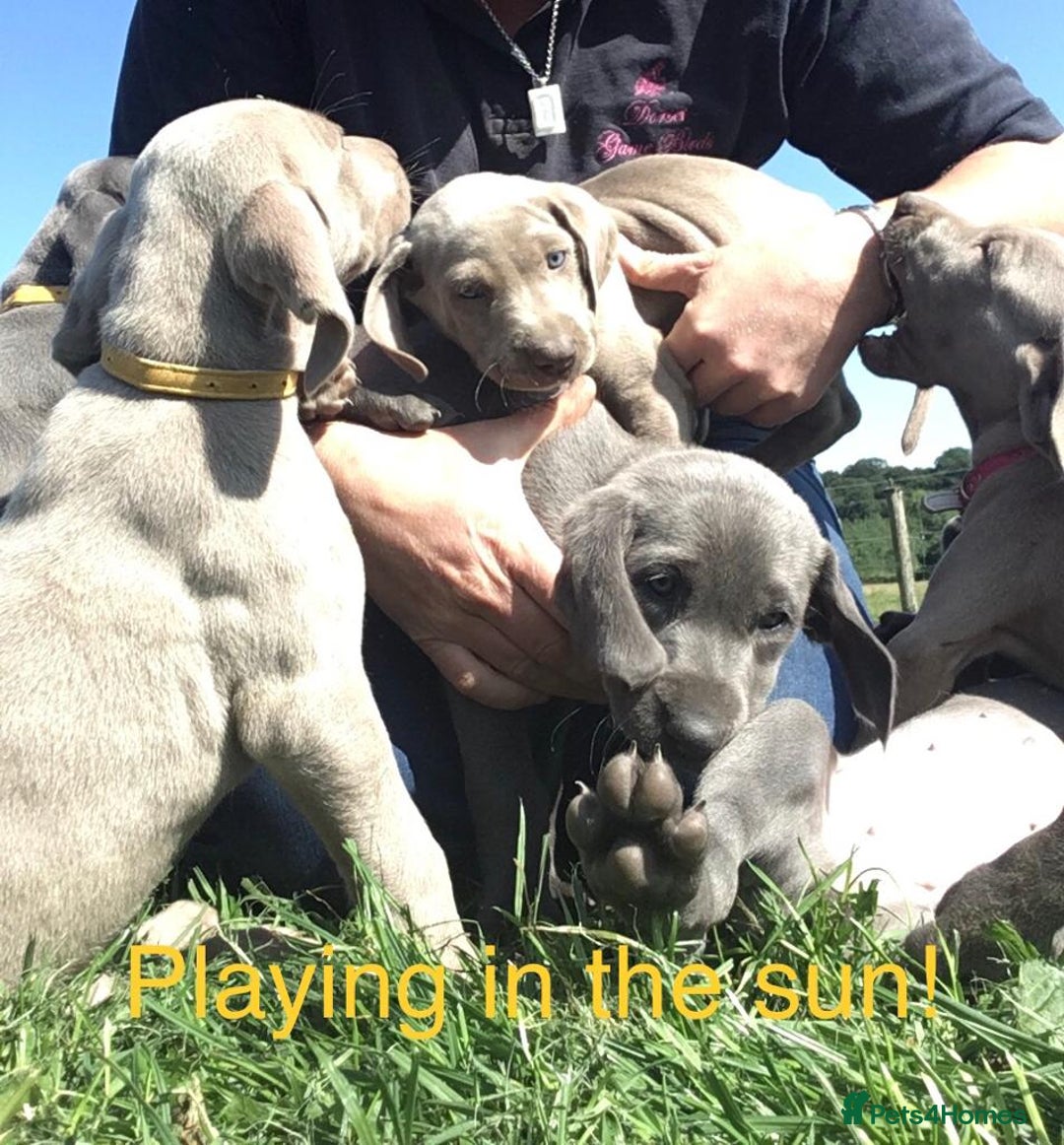 Weimaraner Rescue Weimaraner Good With Kids Dog Breed Pictures Of