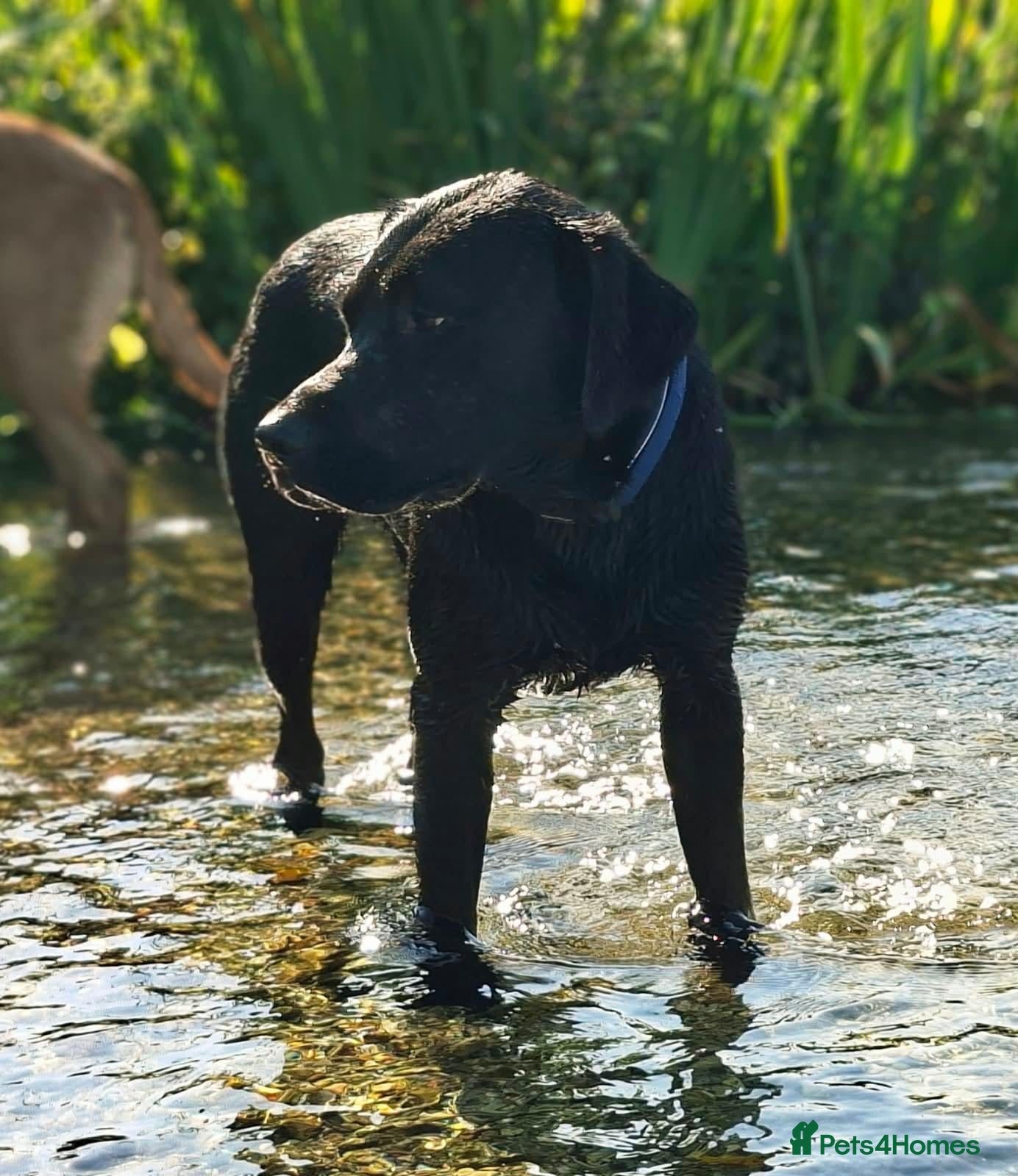 Labrador Retriever dogs Proven KC health tested Labrador stud - Advert 2