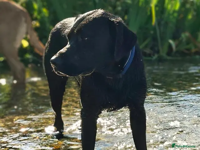 Labrador Retriever dogs for stud: Proven KC health tested Labrador stud - Advert 2