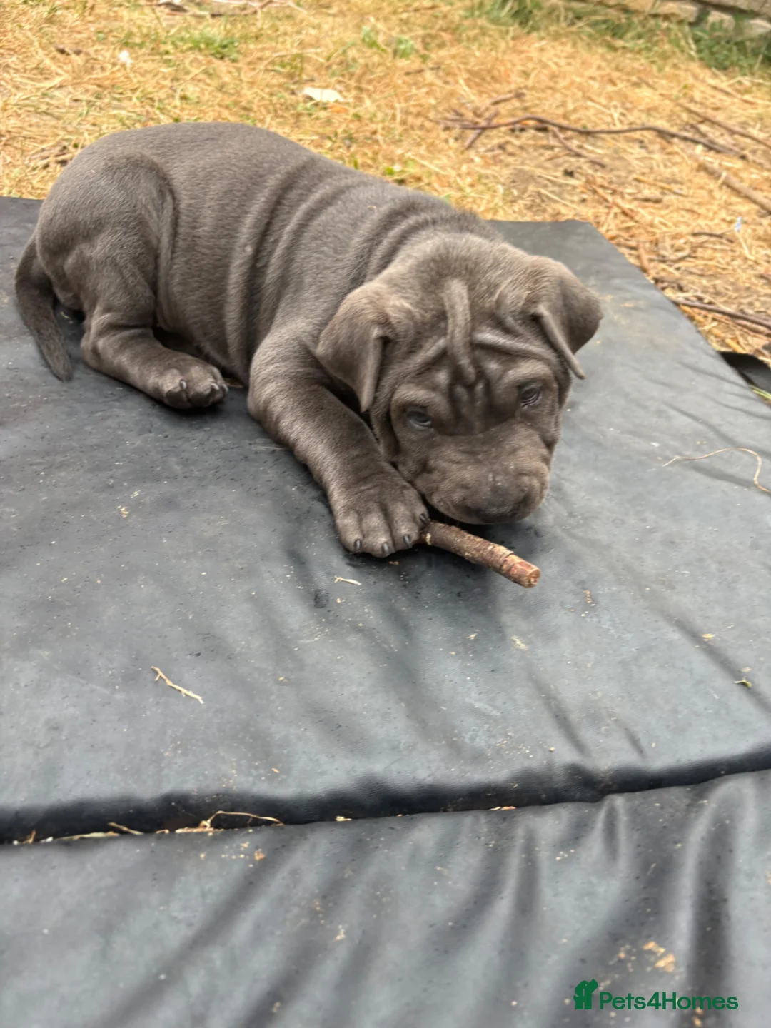 Mixed Breed dogs for sale: 2 female bull pei puppys - Advert 9
