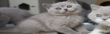 British Shorthair Kitten 4