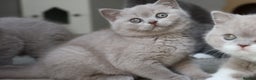 British Shorthair cats for sale: Stunning last baby liliac British shorthair  - Advert 9