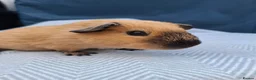 Guinea Pig rodents for sale: A pair of Beautiful Cali Guinea Pig Brothers - Advert 7