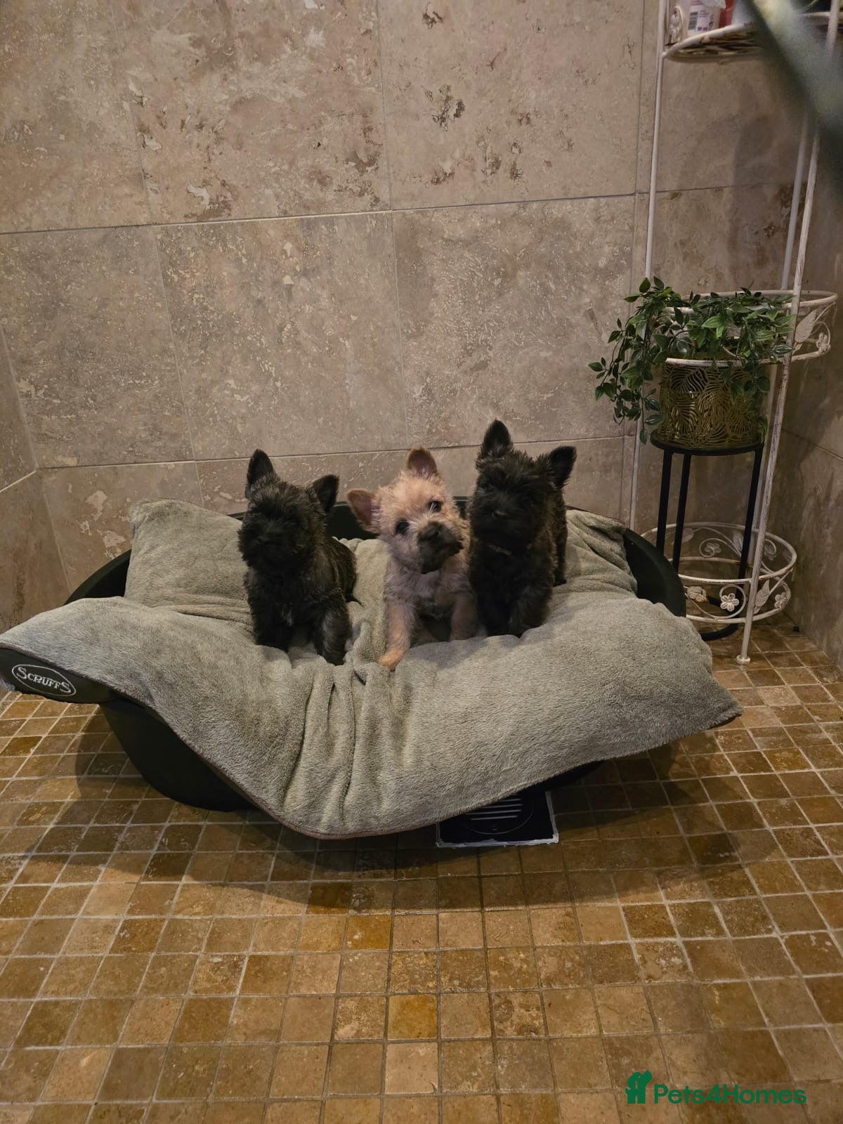 Cairn Terrier dogs Quality Beautiful KC Reg Cairn Terrier Puppies.  - Advert 1