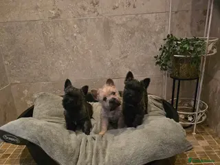 Cairn Terrier dogs Quality Beautiful KC Reg Cairn Terrier Puppies. - Advert 3