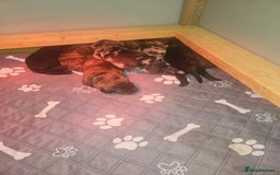 Mixed Breed dogs for sale: Rottweiler x poodle puppies - Image 2