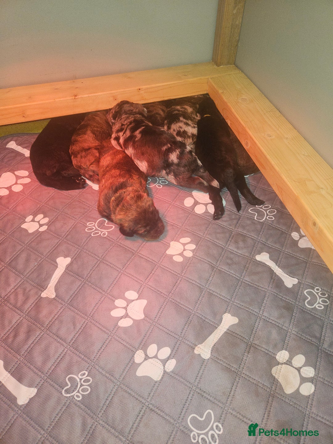Mixed Breed dogs for sale: Rottweiler x poodle puppies - Image 2