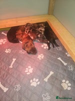 Mixed Breed dogs - Advert 5