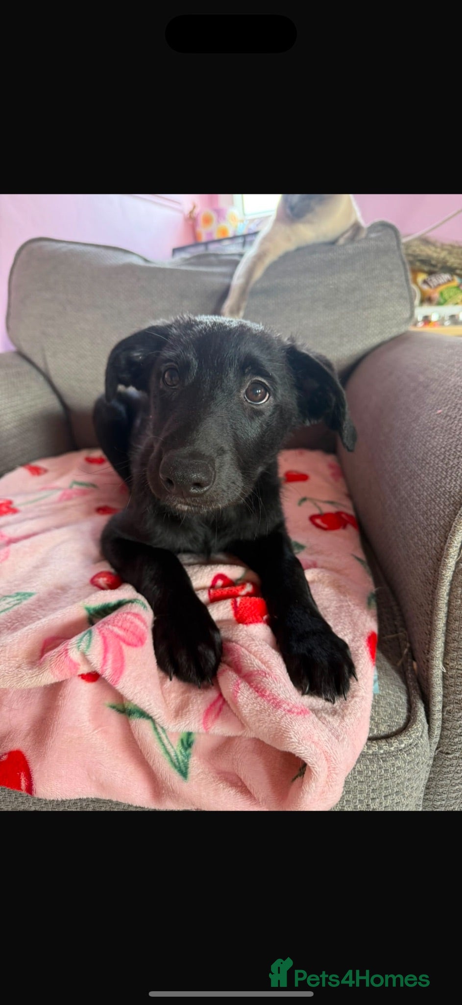 Borador dogs Borador male puppy for sale (lab x collie) - Advert 6