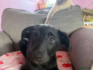 Borador dogs Borador male puppy for sale (lab x collie) - Advert 6