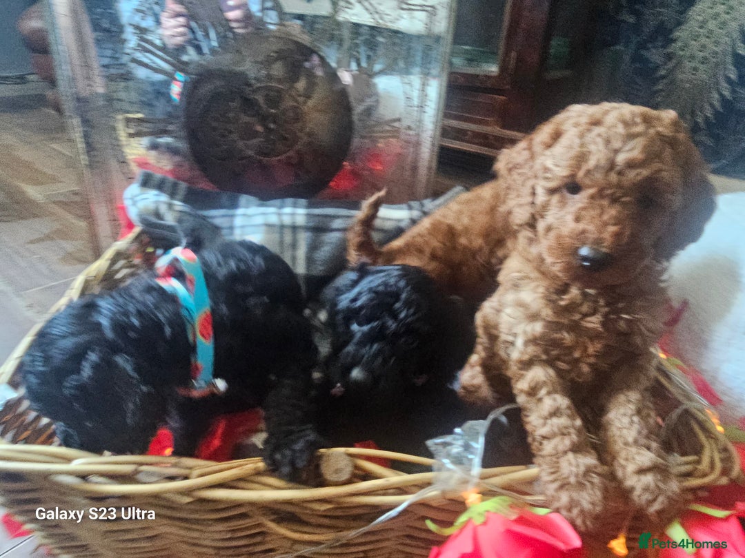 Miniature Poodle dogs for sale: Kc reg outstanding miniature Poodles in Stourbridge - Image 20