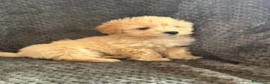Mixed Breed Puppy 1