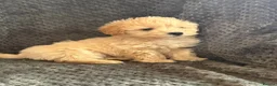 Mixed Breed dogs for sale: Cotonoodle pups ready now  - Advert 10