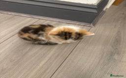 Persian cats for sale: Persian Kittens  - Image 24