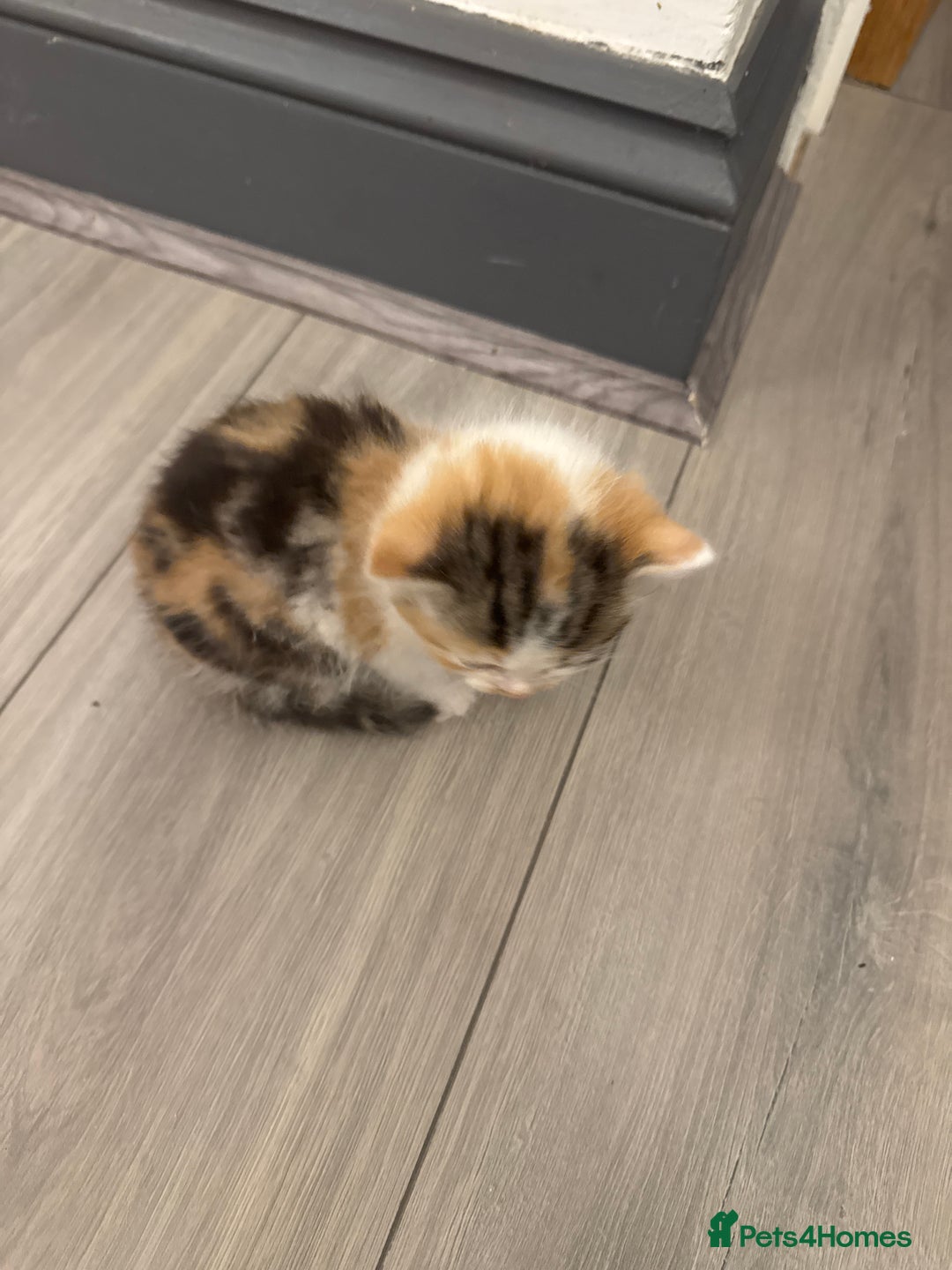 Persian cats for sale: Persian Kittens  - Image 24