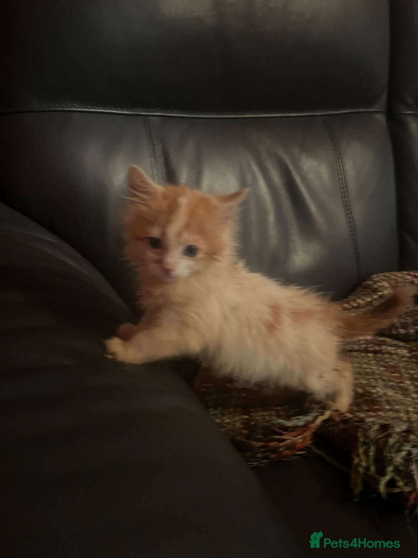 Mixed Breed cats Kittens looking for their forever homes  - Advert 2