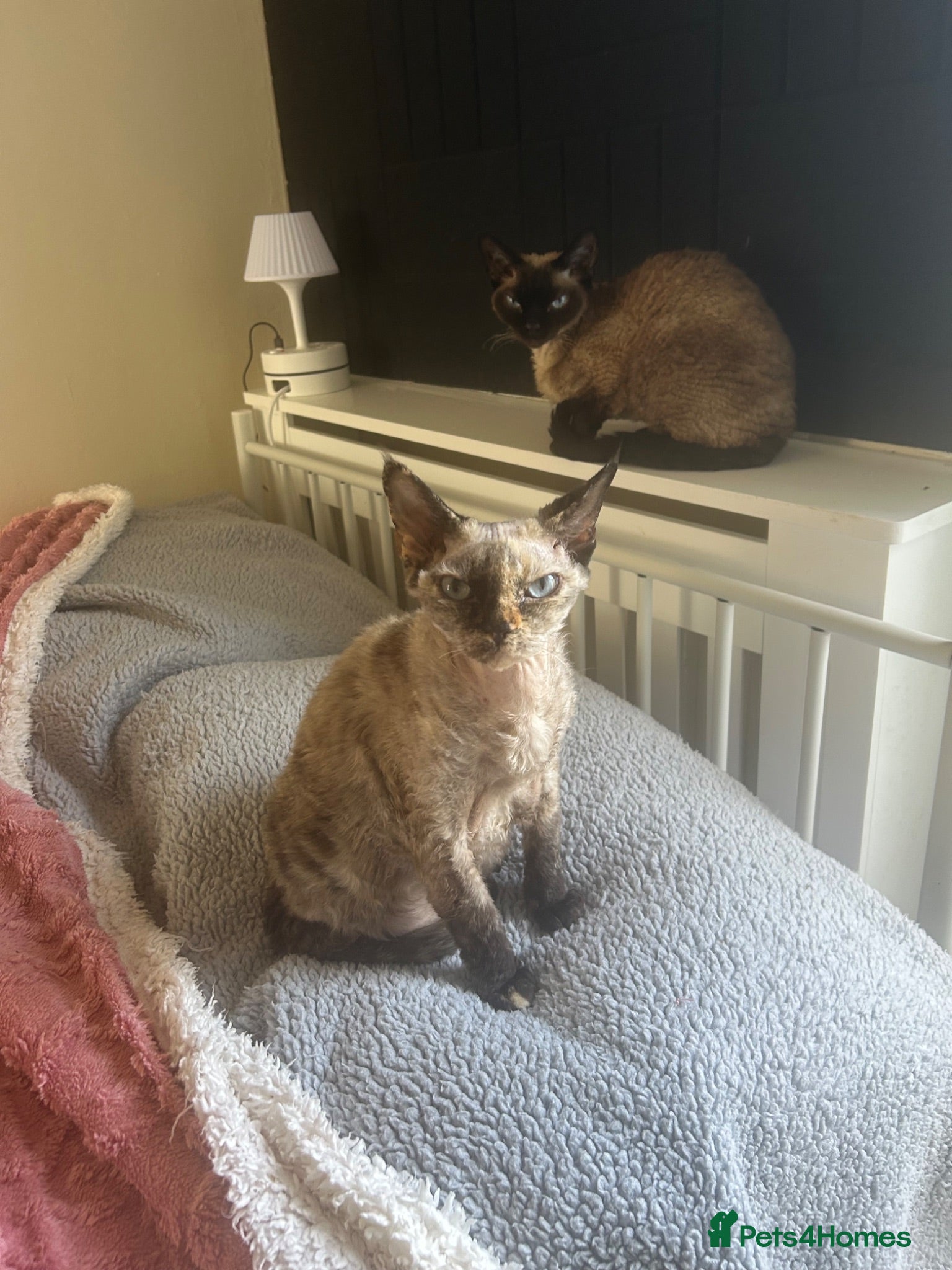Devon Rex cats 4 year old beautiful tortie point Devon  rex girl - Advert 1