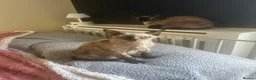 Devon Rex cats for sale: 4 year old beautiful tortie point Devon  rex girl - Advert 1
