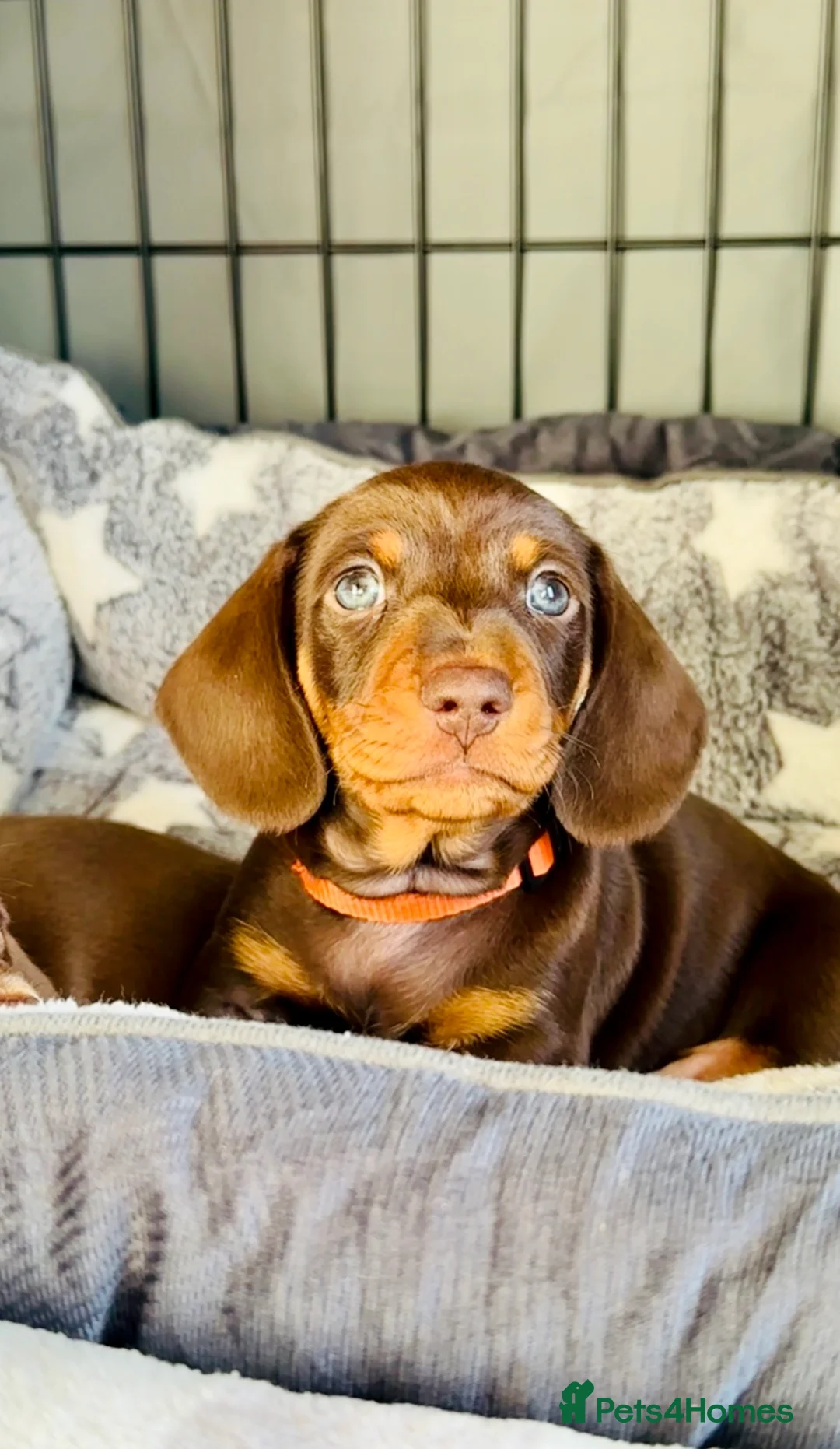 Miniature Dachshund dogs for sale: Trainer Raised Mini Dachshund Puppies - Advert 3