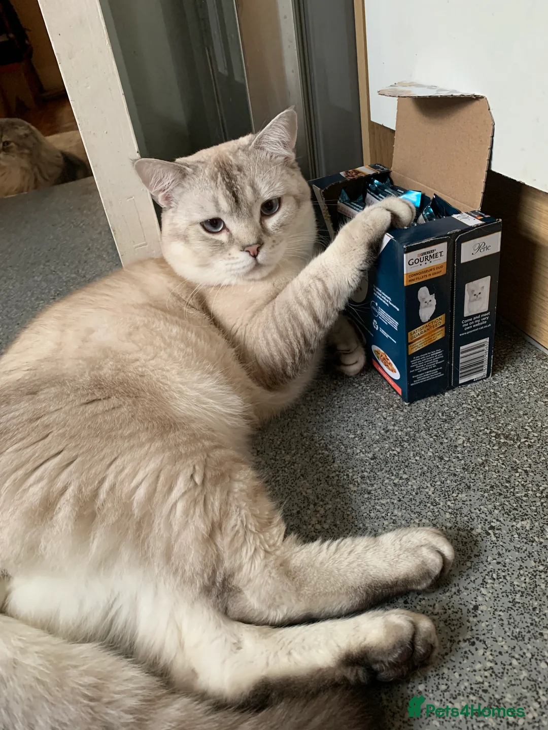 Scottish Fold cats for stud: Scottish Fold straight ears for STUD in Dartford - Advert 2