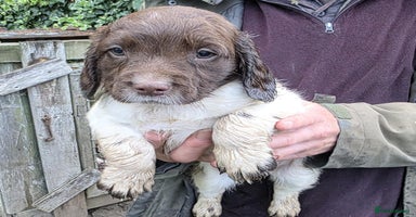 English Springer Spaniel dogs - Advert 4