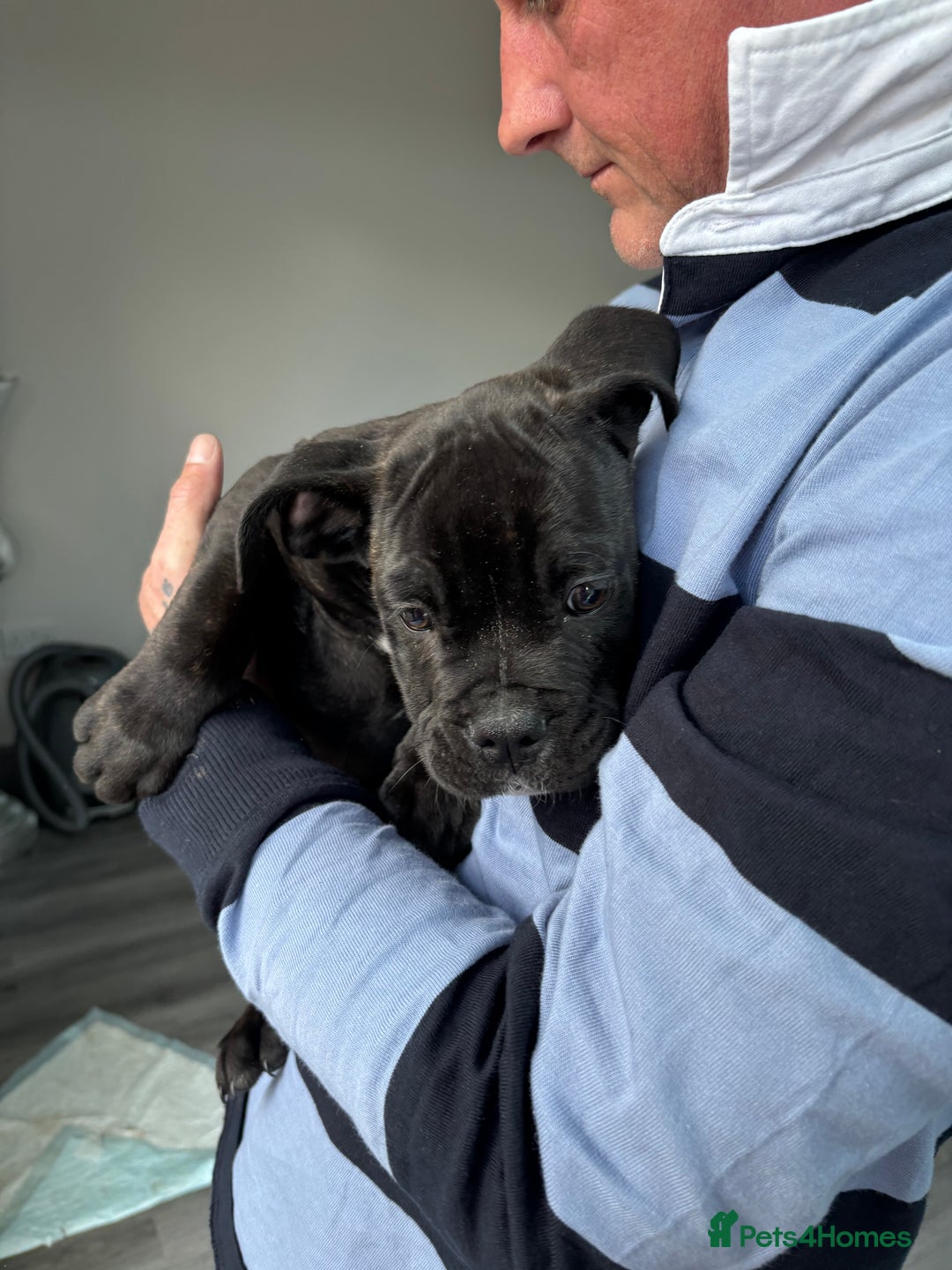 Mixed Breed dogs for sale: cano corso cross lilac british bulldog - Image 9