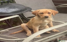 Labrador Retriever dogs for sale: Ready to leaveNOW Kc Labrador puppy ALL injections - Image 24