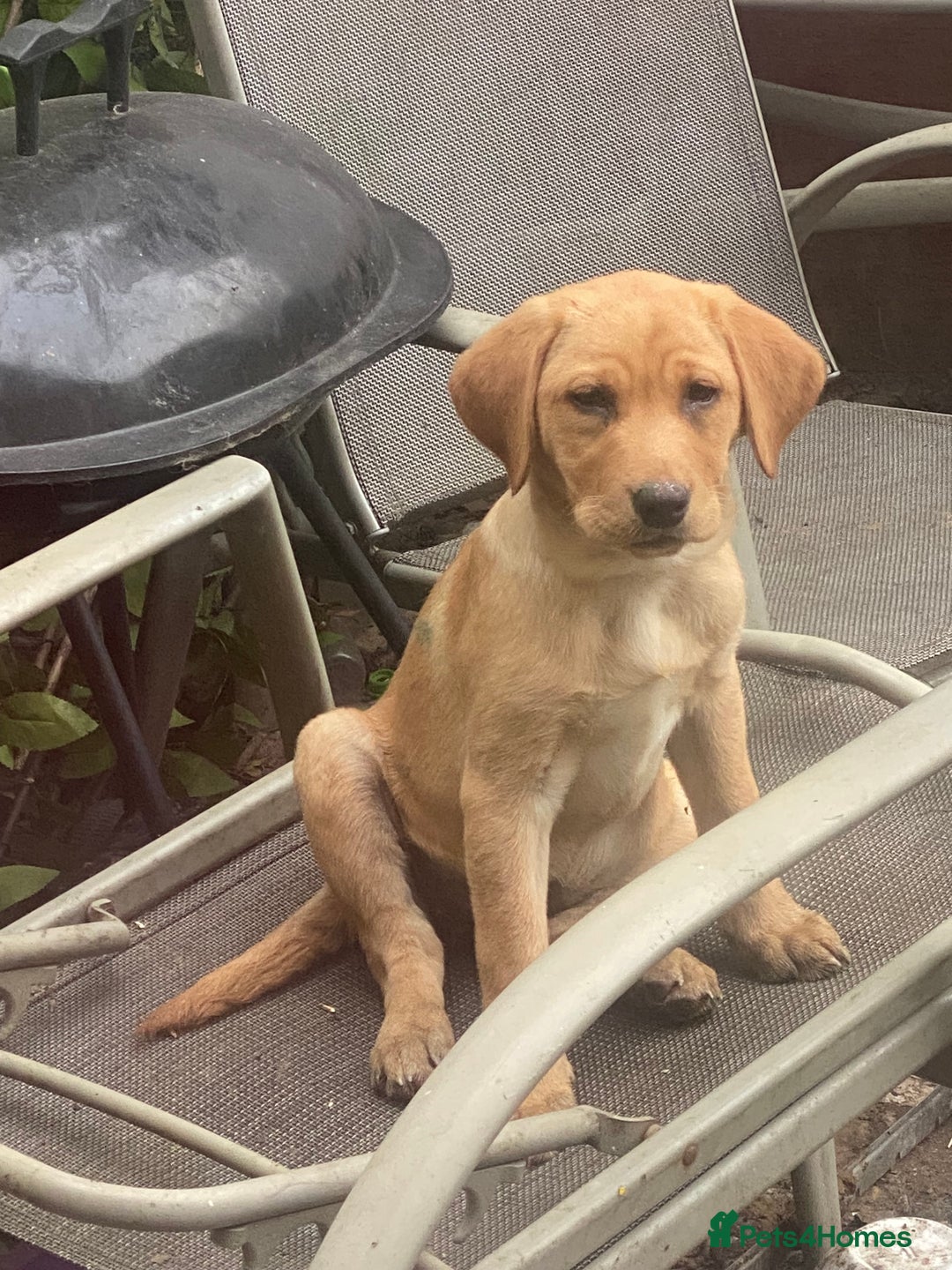 Labrador Retriever dogs for sale: Ready to leaveNOW Kc Labrador puppy ALL injections - Image 24