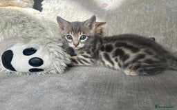 Bengal cats for sale: Stunning Bengal Kittens - TICA Registered - Image 8