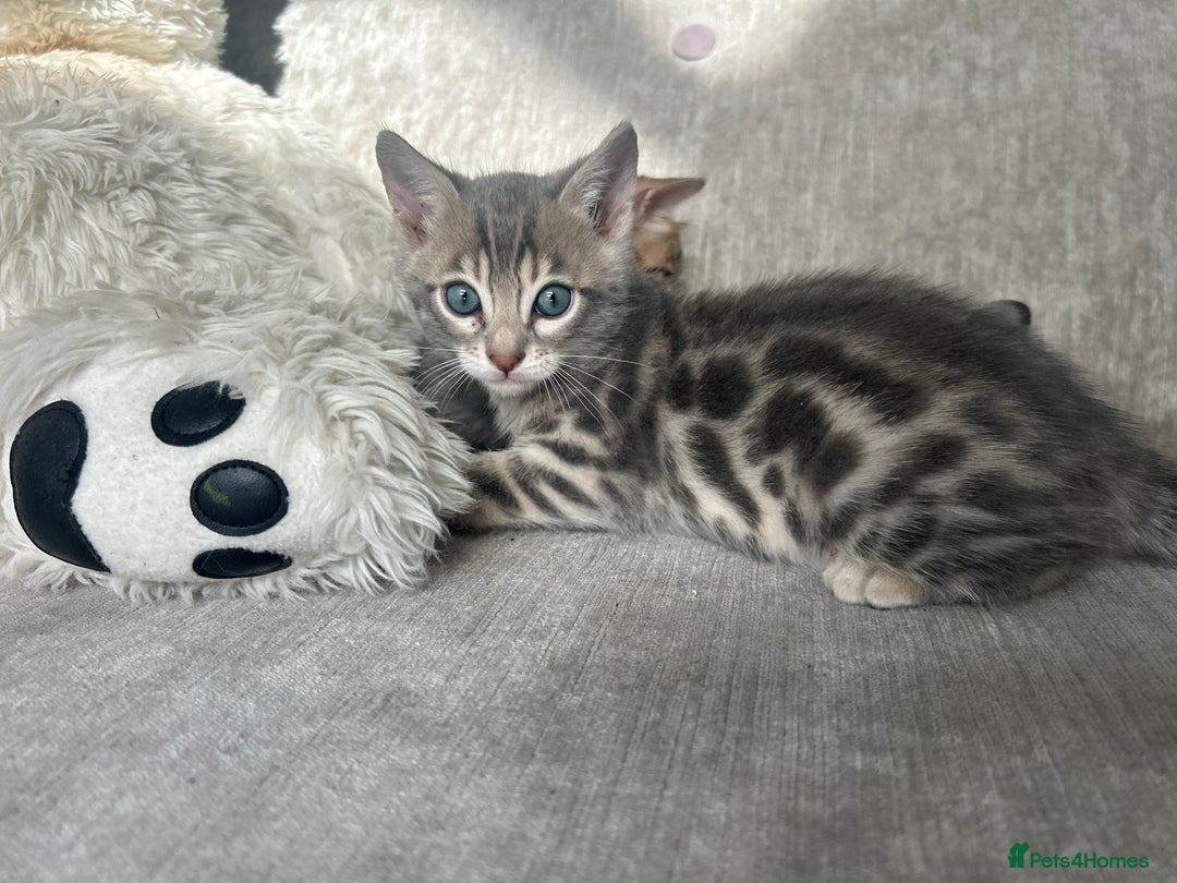 Bengal cats for sale: Stunning Bengal Kittens - TICA Registered - Image 8