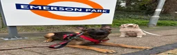 Mixed Breed dogs for sale: Security Dog for Sale  - Advert 17